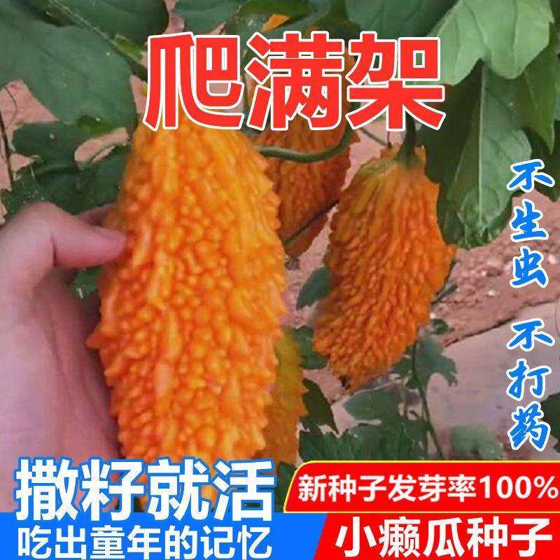 水果小癞瓜种子金铃子赖葡萄赖瓜水果种籽四季阳台爬藤水果种子孑
