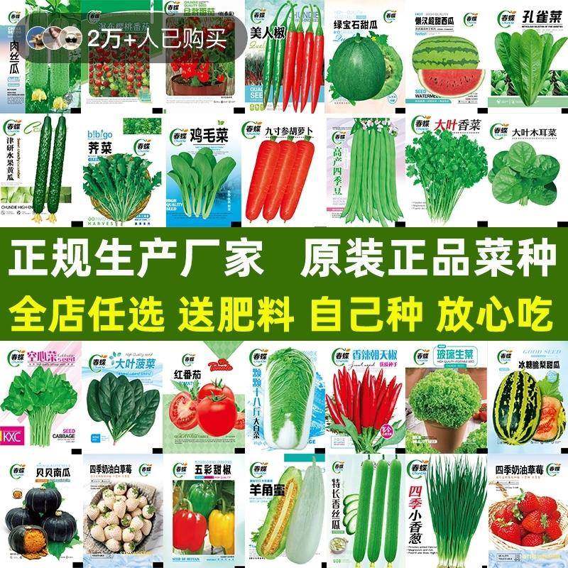 蔬种子大全鸡菜毛菜种子小油菜种籽小白菜四季盆栽种植阳台玉米