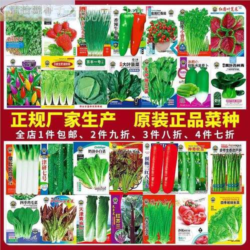 蔬菜种子四香菜番茄辣椒菠菜黄瓜菜青菜籽生萝卜白菜季播种孑大全