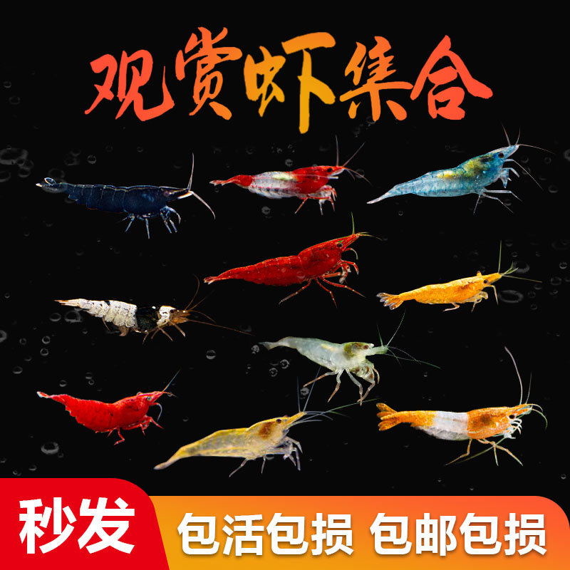 观赏虾除藻淡水虾鲜活宠物虾小型活体樱花黄金米蓝丝绒水草缸包邮