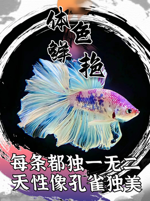 泰国斗鱼观赏鱼半月纯白超美斗鱼仙女款活体宠物热带鱼好养耐活