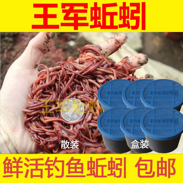 蚯蚓活饵鲜活散装盒装红蚯蚓1斤活体钓鱼饵料红虫种苗王军鱼饵