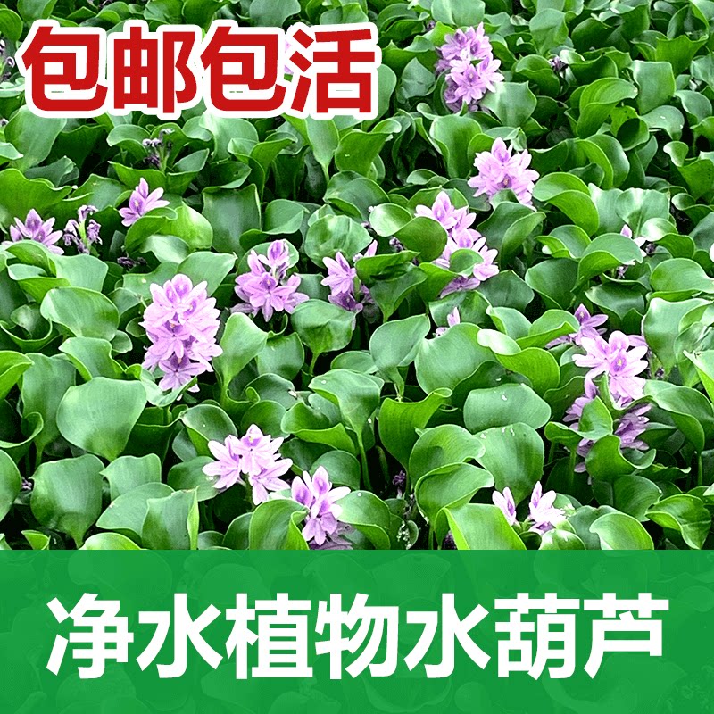 水葫芦浮萍水生植物养鱼养龟鱼缸造景净化水质鱼池水草种子水芙蓉图片