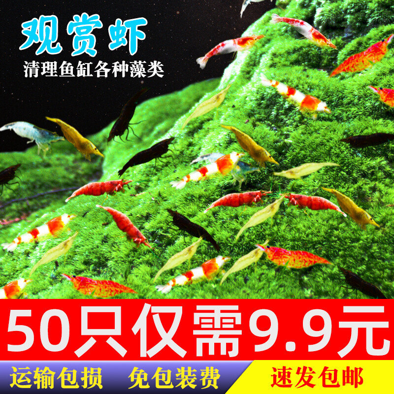 宠物观赏虾小工具虾除藻虾水晶虾樱花虾黑壳虾极火虾小虾活体淡水