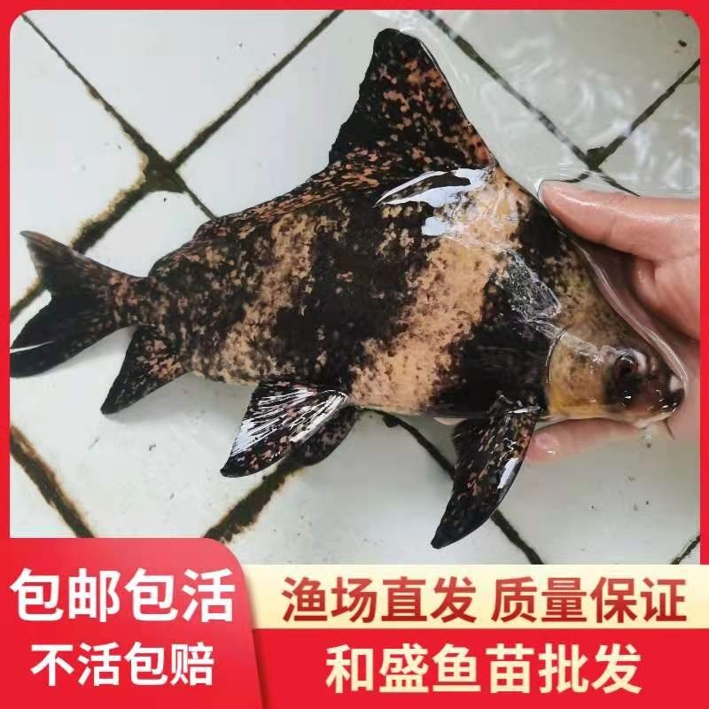胭脂鱼苗一帆风顺鱼冷水清道夫鱼观赏鱼中大型鱼苗淡水养殖胭脂鱼图片