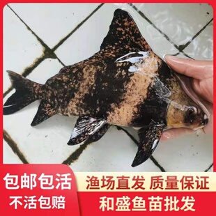 胭脂鱼苗一帆风顺鱼冷水清道夫鱼观赏鱼中大型鱼苗淡水养殖胭脂鱼