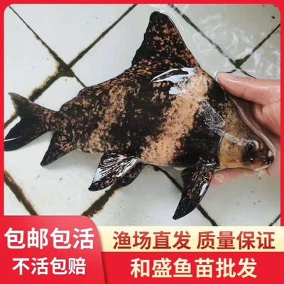 胭脂鱼苗一帆风顺鱼冷水清道夫鱼观赏鱼中大型鱼苗淡水养殖胭脂鱼