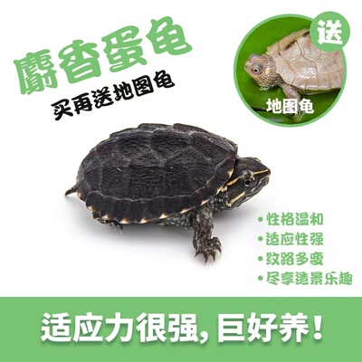 买一送一！ 麝香龟深水龟观赏活体物剃刀龟苗小乌龟宠物龟苗蛋龟
