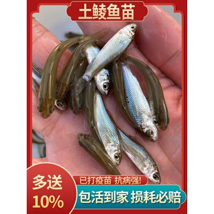 土鲮鱼苗优质鲮鱼苗淡水活体养殖麦鲮鱼泰鲮鱼苗可食用鲮公小鱼苗