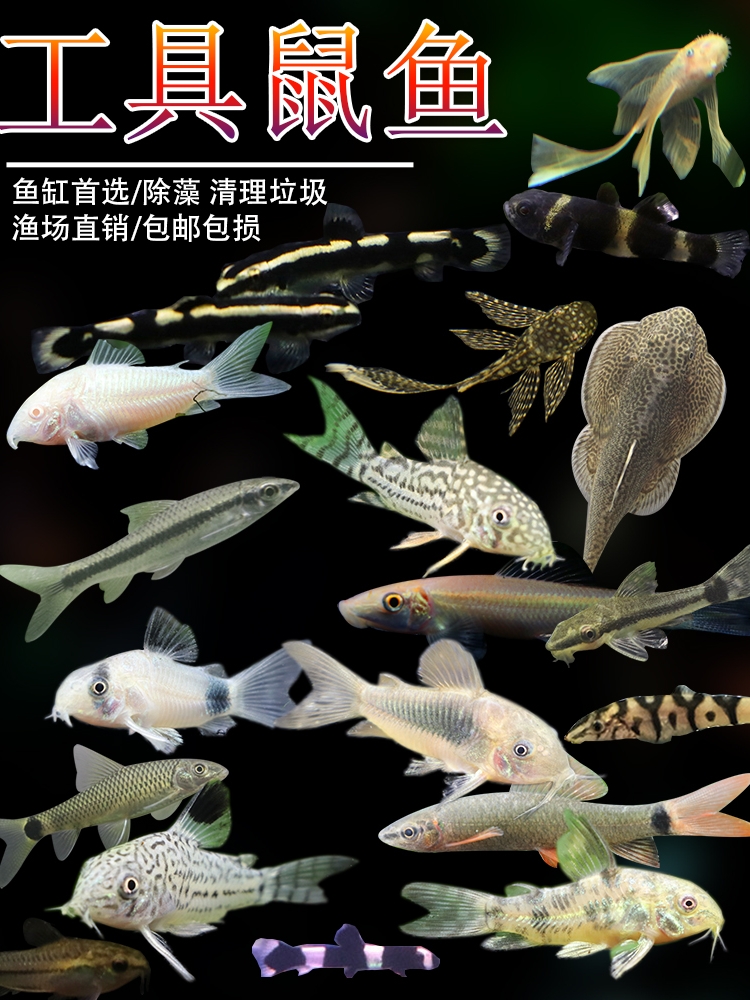 老鼠鱼清道夫金苔黑线琵琶珍珠小猴型观赏底栖除藻清洁垃圾工具鱼