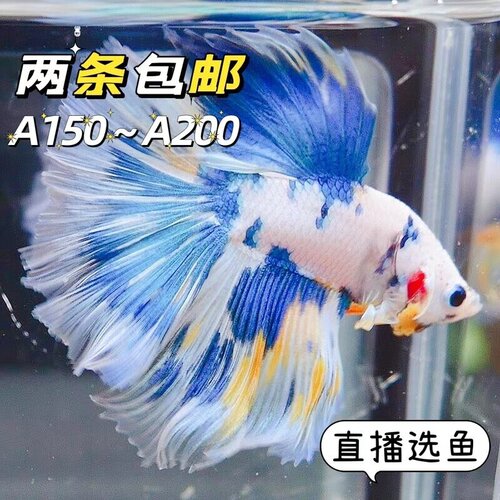 泰国斗鱼狮王半月马尾将军淡水活体水族类观赏鱼