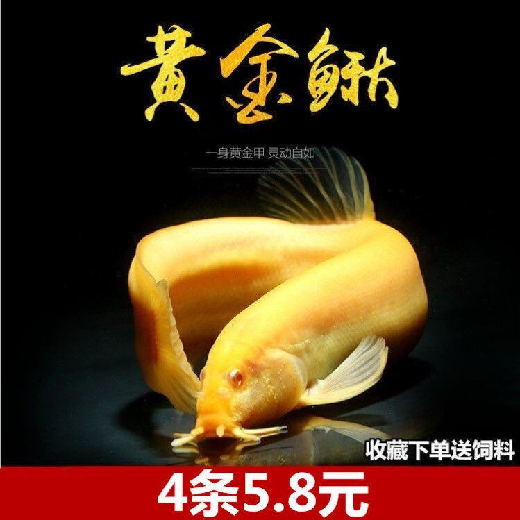 黄金鳅观赏鱼活体招财小金龙黄金泥鳅冷水鱼风水鱼好养活鱼淡水鱼