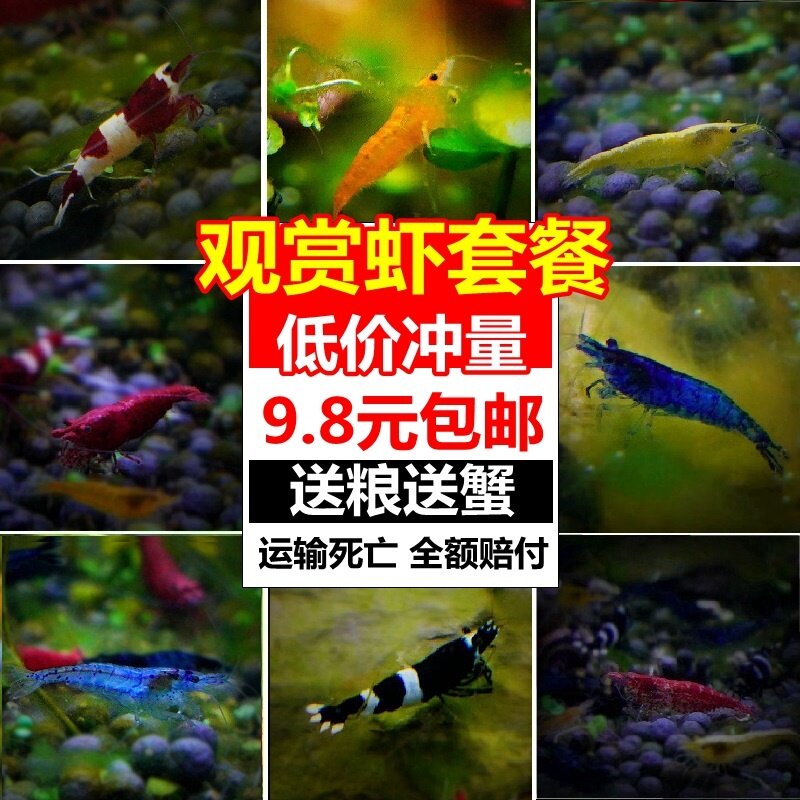 观赏虾活体淡水除藻虾工具虾樱花虾黑壳虾极火虾黄金米水晶虾套餐