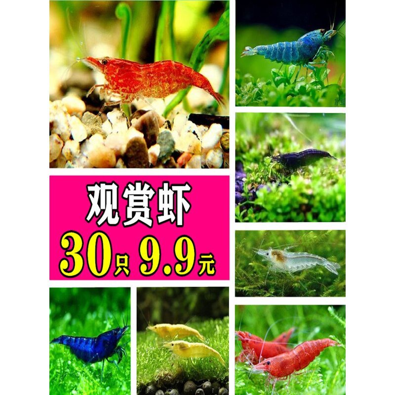 除藻虾工具虾樱花虾极火虾黄金米黑壳虾水晶虾套餐观赏虾淡水好养