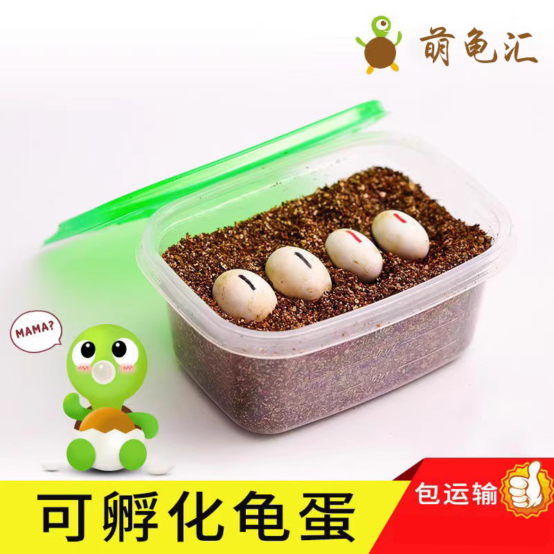 乌龟蛋可孵化外塘中华草龟蛋宠物蛋小学生孵化乌龟活物龟龟受精蛋