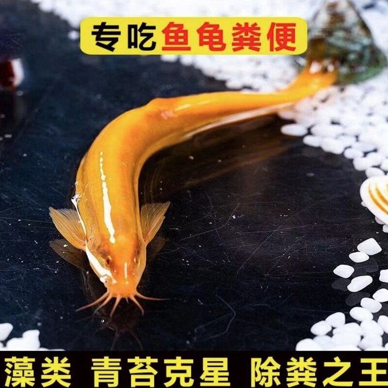 观赏黄金鳅小金龙黄金泥鳅鲜活体冷淡水清洁练手鱼苗饲料清道夫宠