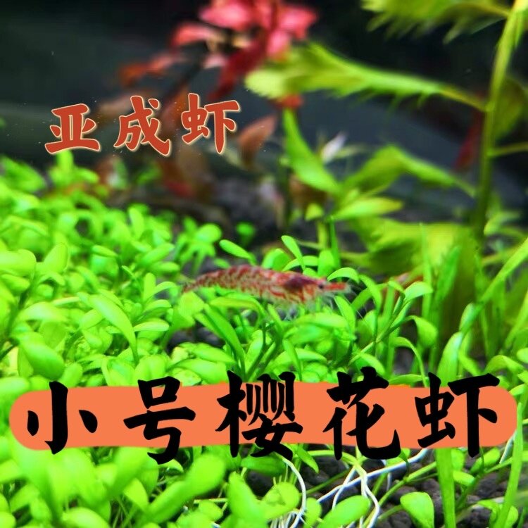 包邮小红橙蓝樱花虾观赏虾 活体亚成虾 鱼缸清洁虾 优惠 公母随机