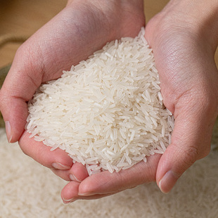 南雄紫土香米广东南雄蒙土香米丝苗香米松软油亮米香浓郁