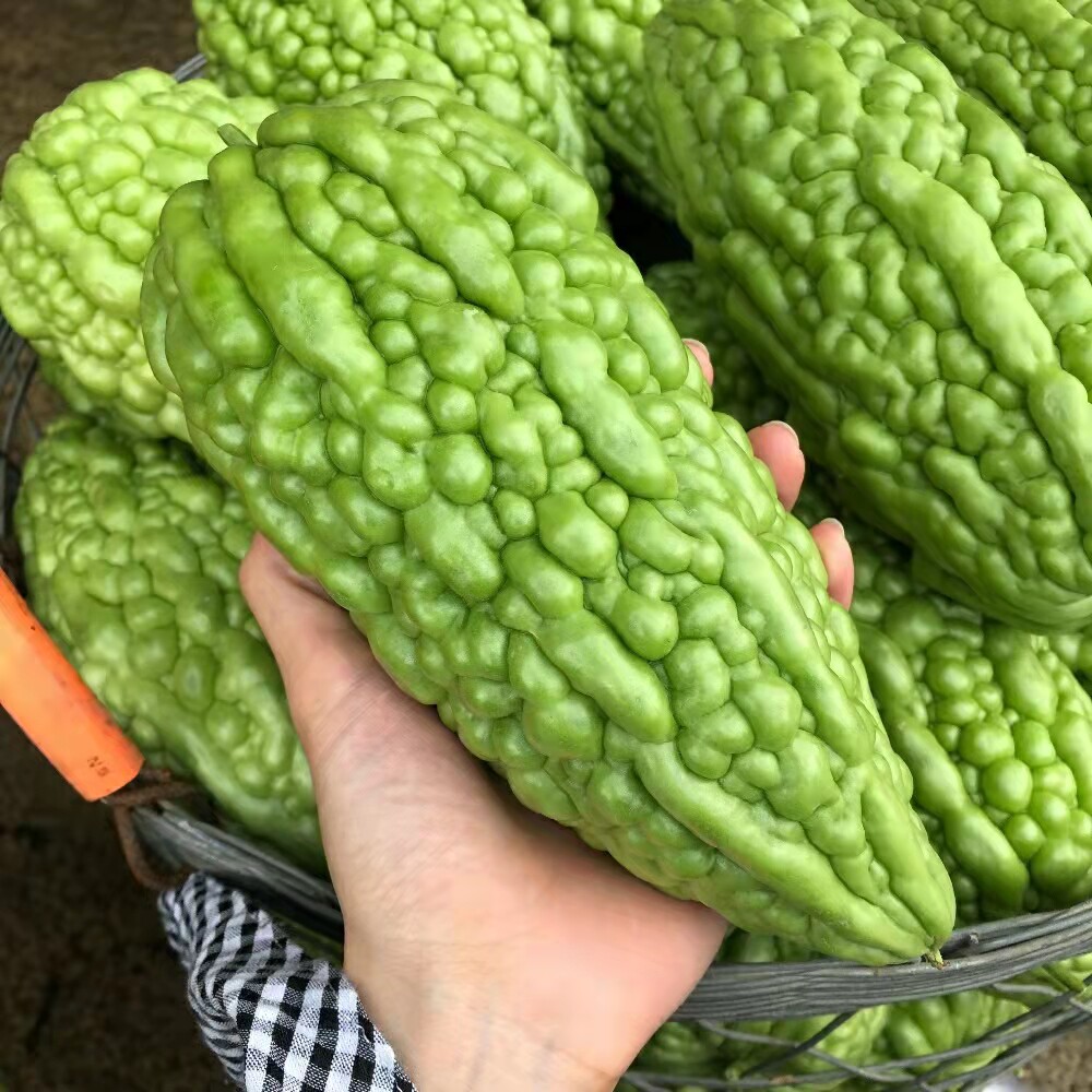 潮汕自种凉瓜新鲜农家阮露天苦瓜松脆无渣圆形甘苦瓜现摘5斤包邮