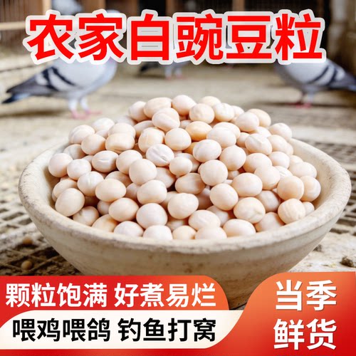 白豌豆鸽用进口豌豆喂鸽子