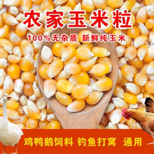 玉米粒养鸡猪牛养殖专用喂鸡鸭鹅鸽子钓鱼饲料打窝批发大颗粒饲料