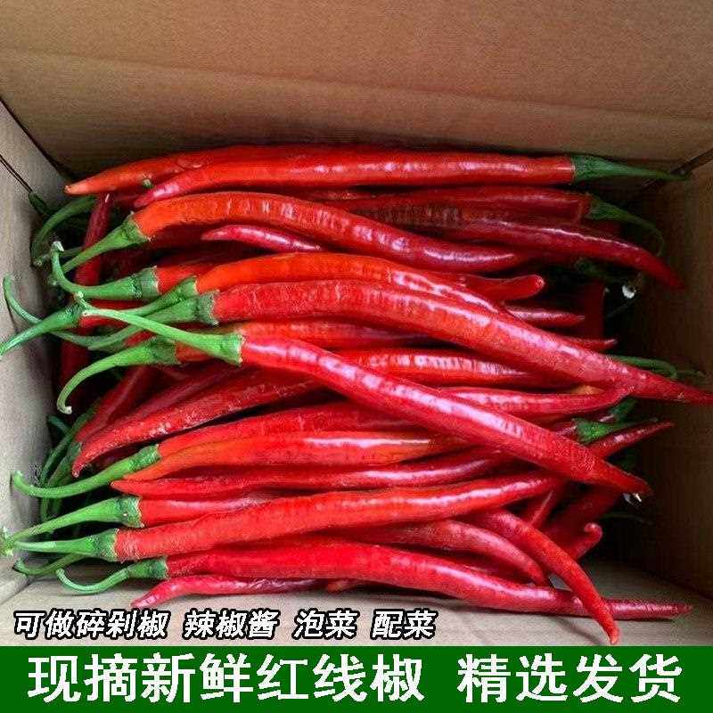 农家自种新鲜红辣椒红线椒线辣椒现摘现发精选装蔬菜红线椒二荆条