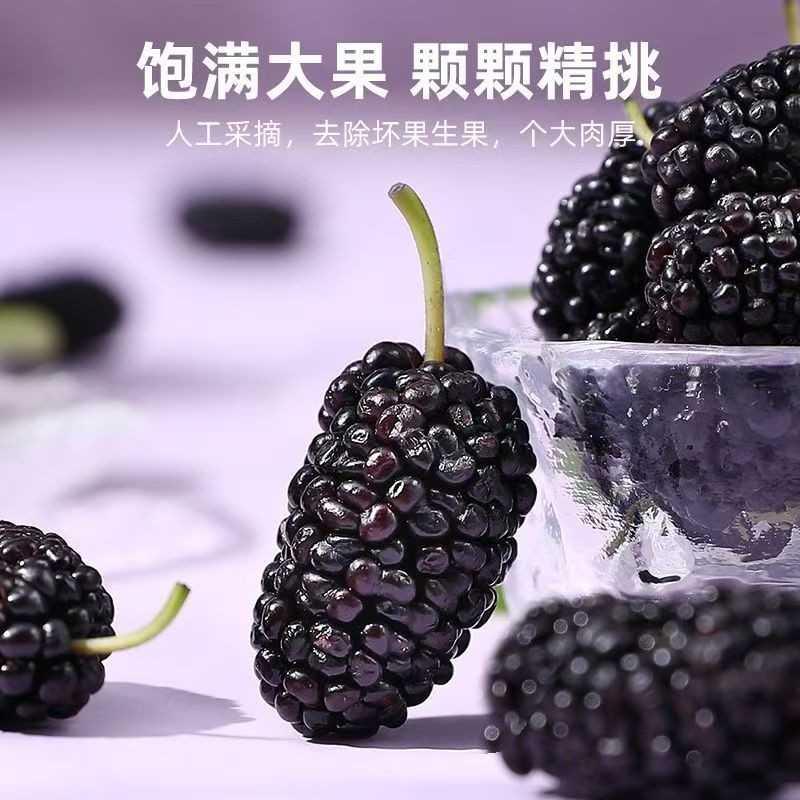 新疆头茬新鲜大果黑桑葚干泡茶泡酒桑椹黑桑葚源头直供包邮