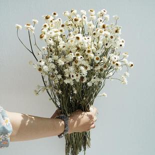 饰摆件天然风干真花拍照道具 银包菊小雏菊干花花束客厅摆设餐桌装