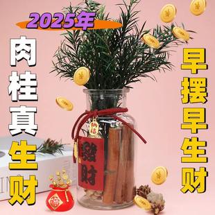 肉桂生财摆件发招米桂皮聚米瓶子diy客财厅位工位办公室乔迁搬家