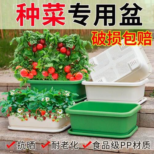 【在家种菜】阳台种菜专用盆