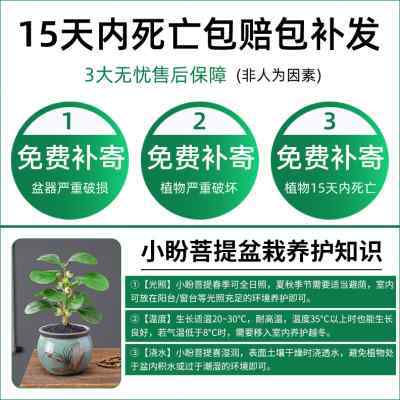 小盼菩提盆栽禅意新中式茶室内书桌办公桌面绿植四季常青好养花卉