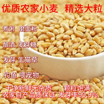 河南小麦粒优质食用农家干麦子粒