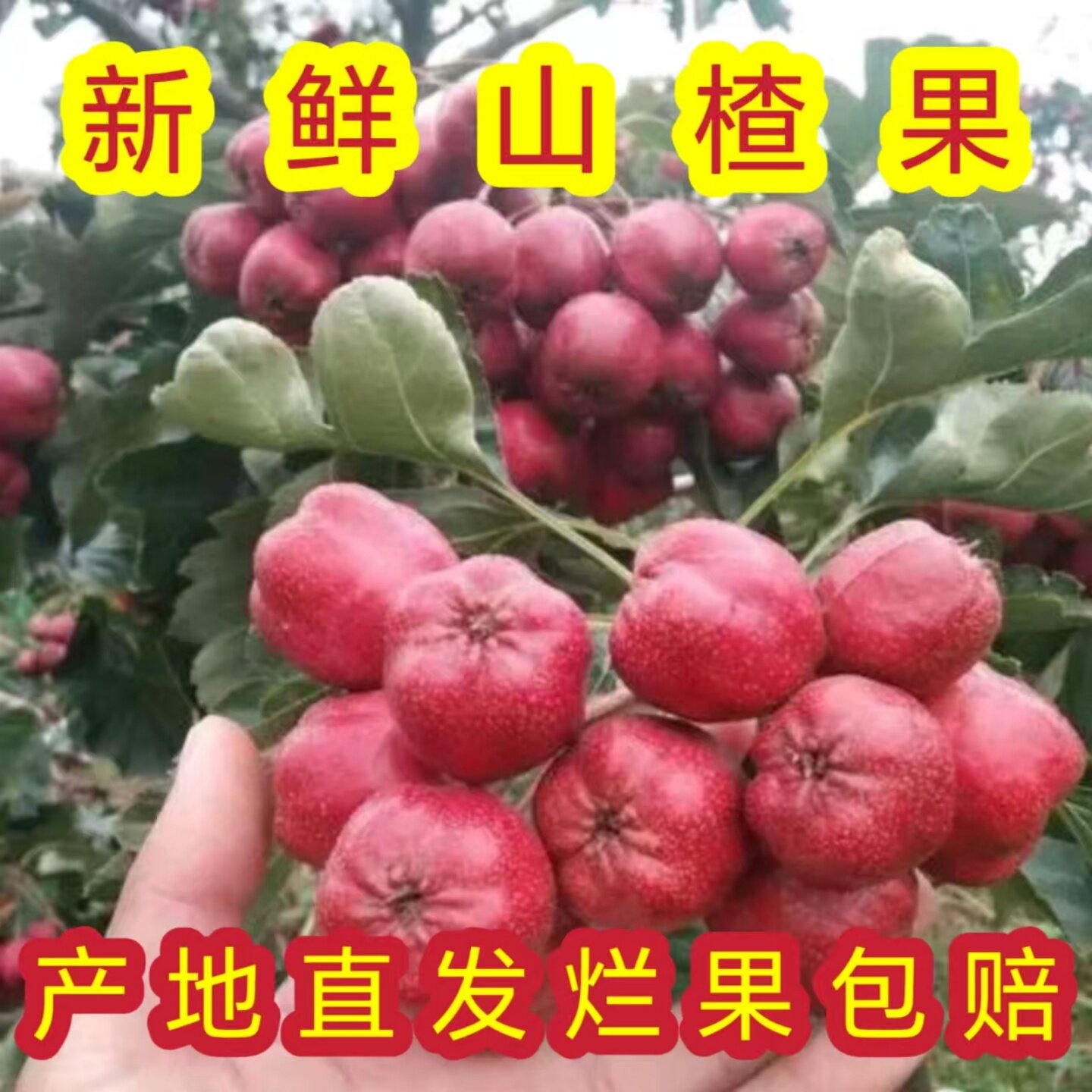 顺丰包邮大五棱山楂鲜果山楂糖葫芦雪球鲜山楂批发山东大五棱山楂