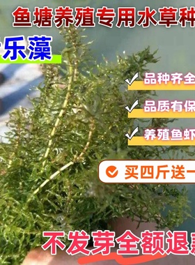 鱼塘水草种籽伊乐藻轮叶黑藻种子养殖龙虾鱼蟹专用净化水质水草籽