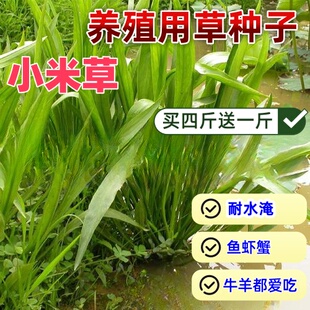 鱼塘养殖鱼虾蟹专用水生草种净化水质的水草植物种子小米草水草籽