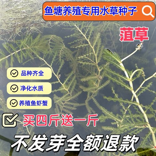 鱼塘水草种子净化植物水草籽菹草