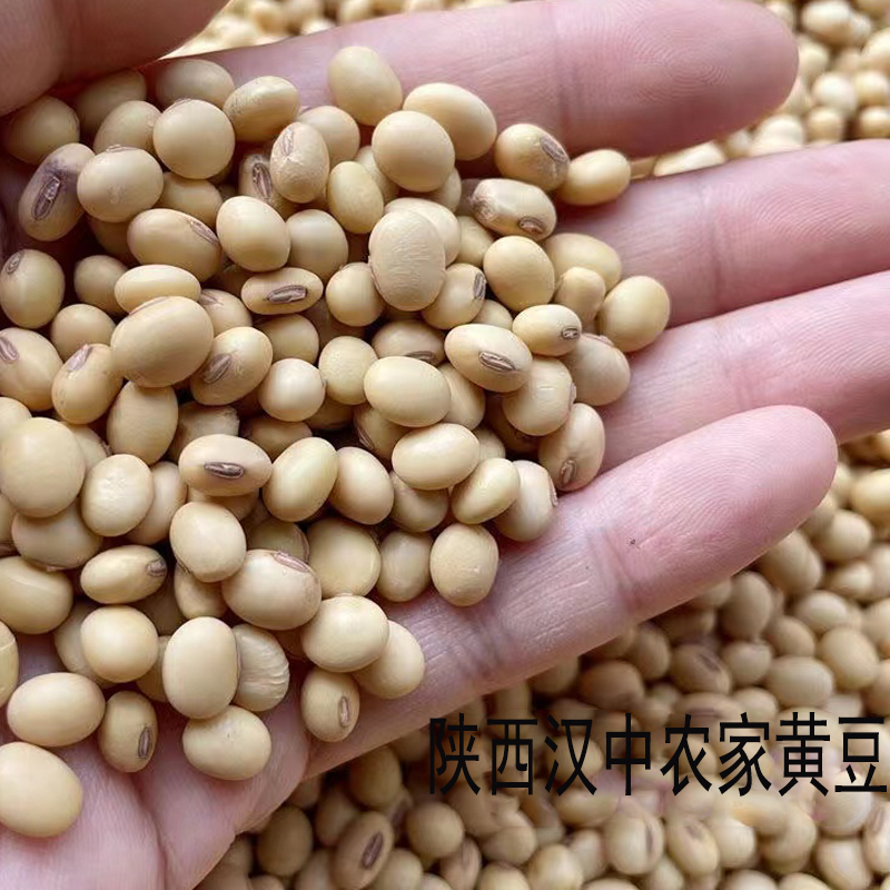 黄豆汉中老品种农家黄豆陕南秦巴高山黄豆净重5斤包邮非转基因豆
