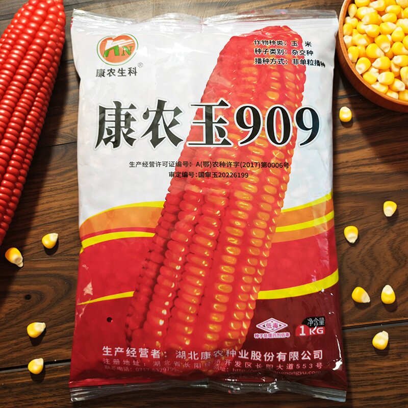 康农玉909玉米种春夏播白轴杂交包谷玉米种子