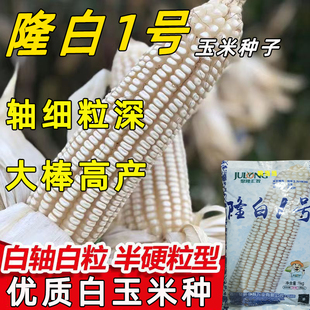 隆白1号杂交白色玉米种子稳产白包谷种白色玉米包谷种孑