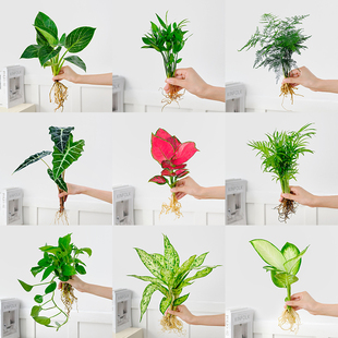 水培植物盆栽绿萝发财树栀子花办公室内花卉小绿植四季 好养活盆栽