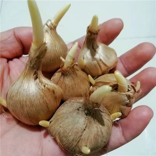 药用藏红花种球盆栽耐寒耐冻花卉番红花种子苗室内室外药材种植苗