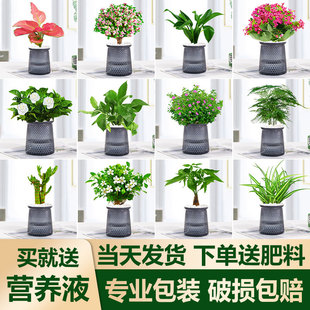 绿萝发财树文竹九里香花卉盆栽植物室内薄荷富贵竹水培植物好养活