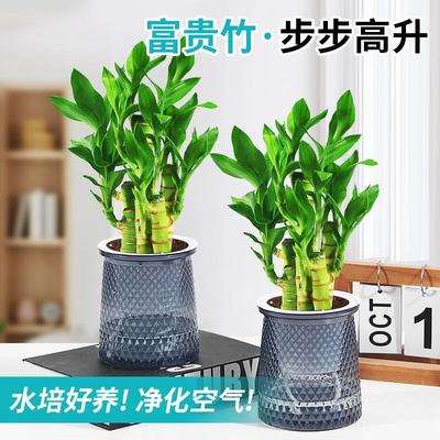 富贵竹盆栽招财步高办公室