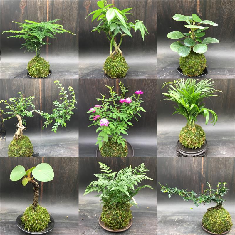 苔藓球水培植物盆景蕨类米