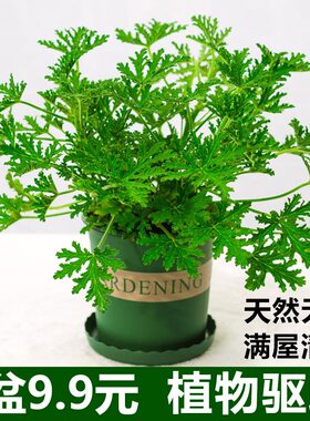 驱蚊草盆栽植物室外内绿祛