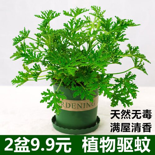 驱蚊草盆栽植物室外内绿祛