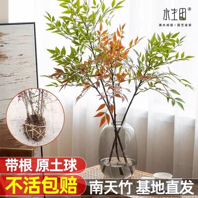 南天竹盆栽客厅水培火焰树苗植物