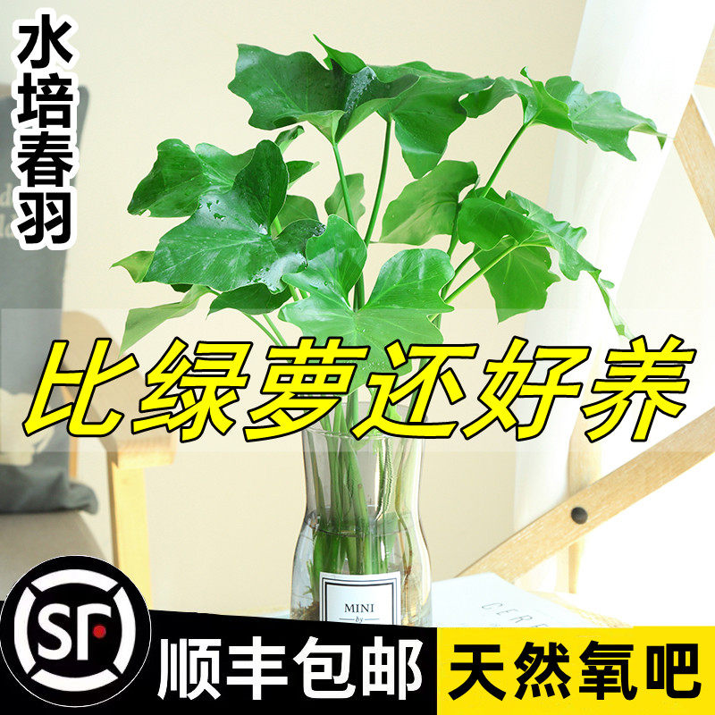 水培春羽盆栽办公室内好养活客厅花卉好水养龟背竹天堂鸟春雨植物