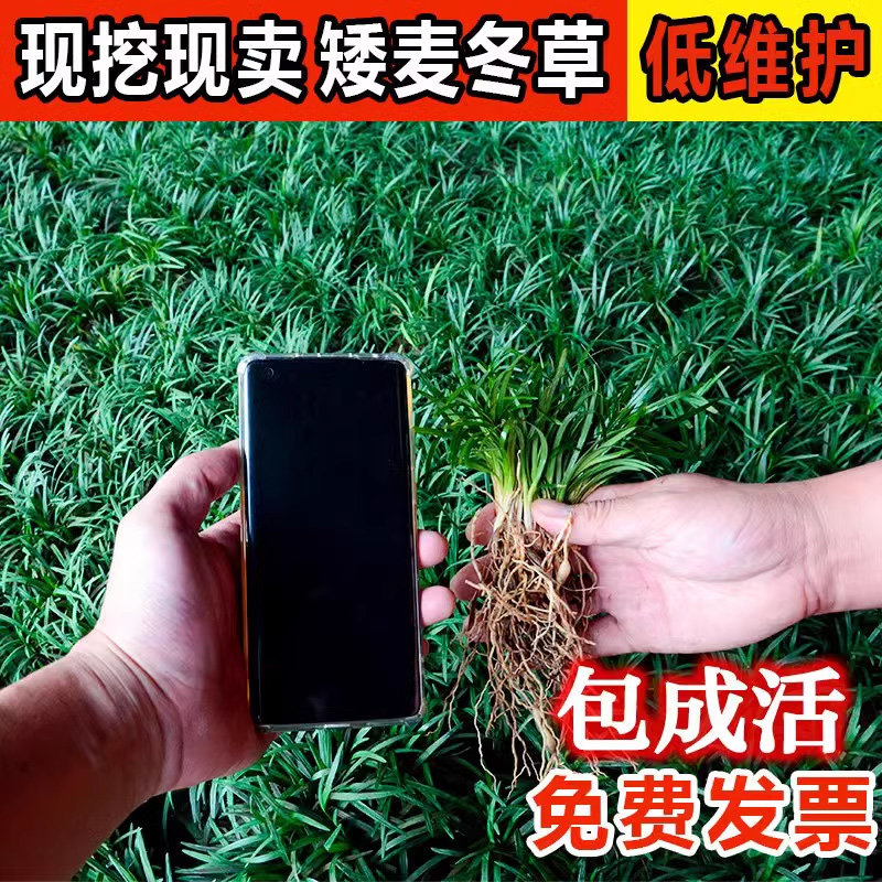 日本矮麦冬草玉龙庭院绿化图片