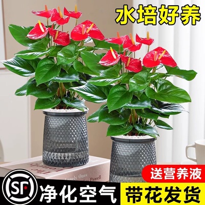 特级红掌白盆栽一帆风顺花